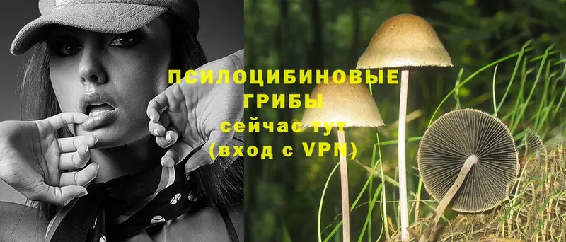 цена   Верхотурье  ОМГ ОМГ ссылки  Псилоцибиновые грибы Cubensis 